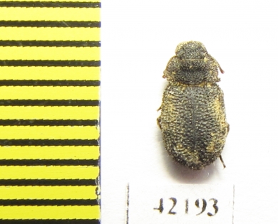 Tenebrionidae sp.  South Africa Rep. - INSECTS-STORE.RU