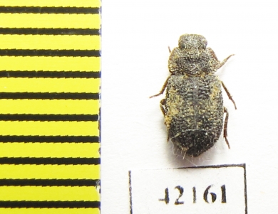 Tenebrionidae sp.  South Africa Rep. - INSECTS-STORE.RU