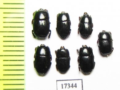 Platysoma sp.  Indonesia, Sumatra - INSECTS-STORE.RU