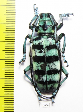 Anoplophora amoena  Malaysia - INSECTS-STORE.RU