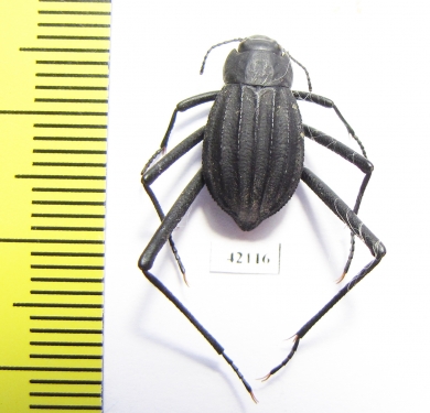 Onymacris paiva  South Africa Rep. - INSECTS-STORE.RU