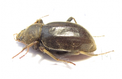 Tenebrionidae sp.  South Africa Rep. - INSECTS-STORE.RU
