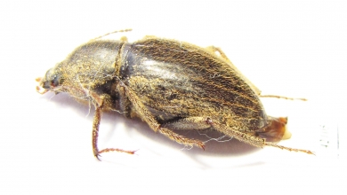 Tenebrionidae sp.  South Africa Rep. - INSECTS-STORE.RU