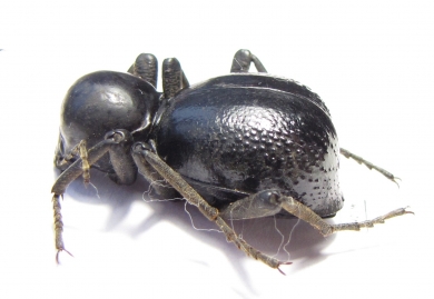 Tenebrionidae sp.  South Africa Rep. - INSECTS-STORE.RU