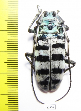 Anoplophora amoena  Malaysia - INSECTS-STORE.RU