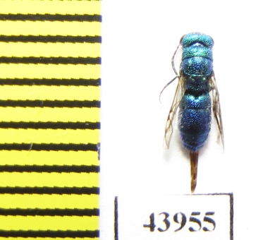 Chrysididae sp.  Kazakhstan - INSECTS-STORE.RU