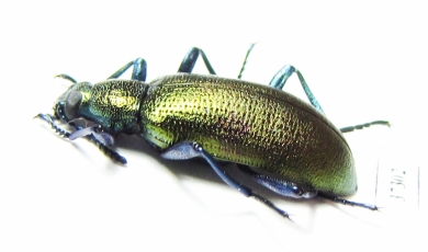 Tenebrionidae sp.  South Africa Rep. - INSECTS-STORE.RU