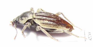 Tenebrionidae sp.  South Africa Rep. - INSECTS-STORE.RU