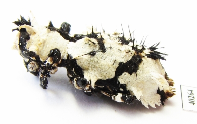 Lithinus nigrocristatus  Madagascar - INSECTS-STORE.RU