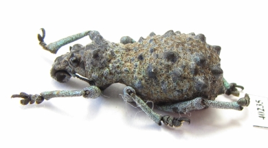 Curculionidae sp.  Madagascar - INSECTS-STORE.RU