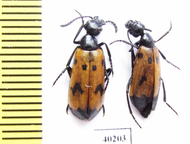 Mylabris kodymi  Greece, Crete isl. - INSECTS-STORE.RU