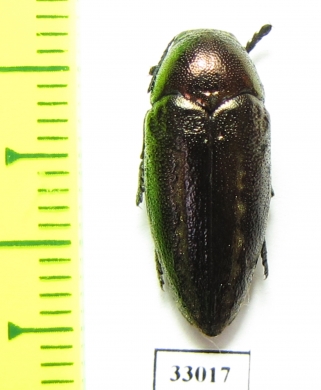 Neojulodis vittipennis  Tanzania - INSECTS-STORE.RU