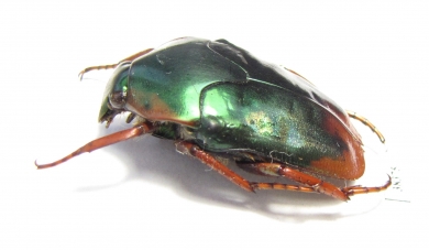 Lomaptera sp.  Indonesia, Misool isl. - INSECTS-STORE.RU