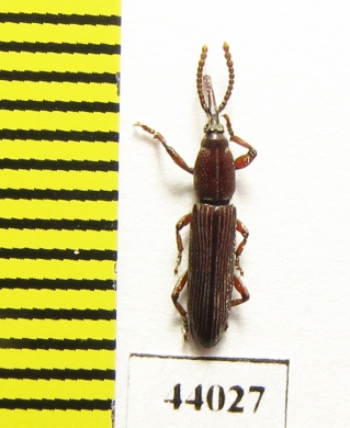 Brentidae sp.  Tanzania - INSECTS-STORE.RU