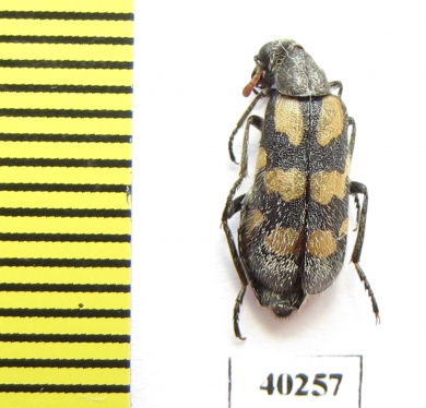 Hycleus tigrinus  Saudi Arabia - INSECTS-STORE.RU
