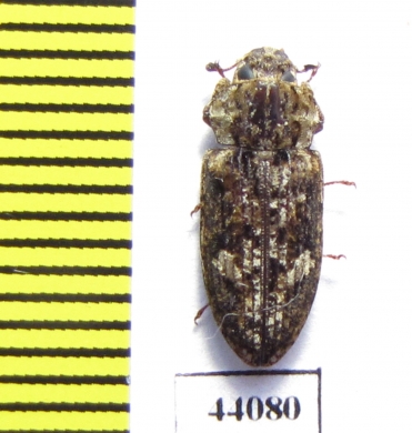 Trogossitidae sp.  Tanzania - INSECTS-STORE.RU