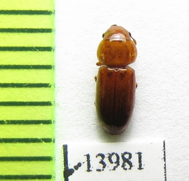 Salpingidae sp.  Peru - INSECTS-STORE.RU