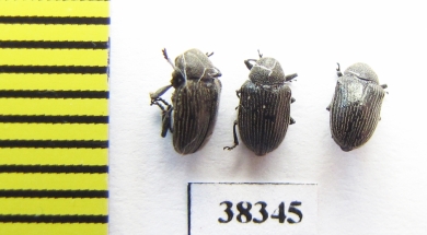 Urodontinae sp.?  South Africa Rep. - INSECTS-STORE.RU
