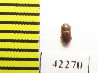 Tenebrionidae sp.  South Africa Rep. - INSECTS-STORE.RU