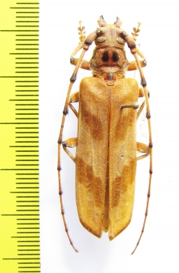 Oplatocera sp.  China, Guangxi prov. - INSECTS-STORE.RU