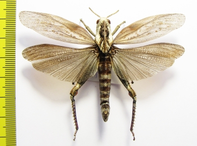 Orthoptera sp.  South Africa Rep. - INSECTS-STORE.RU