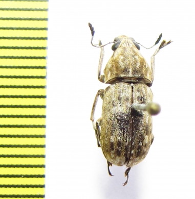 Anthribidae sp.  India, Meghalaya - INSECTS-STORE.RU