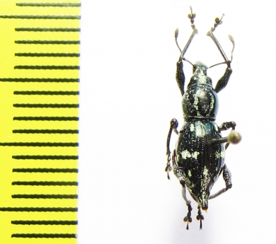 Curculionidae sp.  Indonesia, Halmahera isl. - INSECTS-STORE.RU