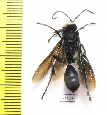 Hymenoptera sp.  South Africa Rep. - INSECTS-STORE.RU