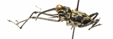 Curculionidae sp.  Indonesia, Halmahera isl. - INSECTS-STORE.RU