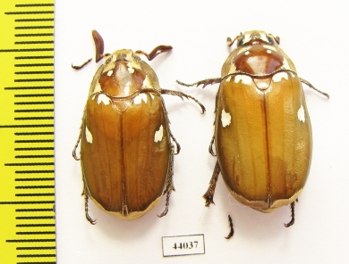 Melolontha maculata, pair  Laos - INSECTS-STORE.RU