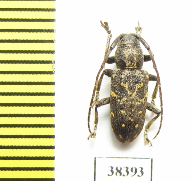 Cerambycidae sp.  Indonesia, Papua - INSECTS-STORE.RU