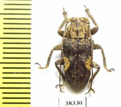 Cerambycidae sp.  Indonesia, Papua - INSECTS-STORE.RU