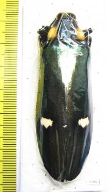Megaloxantha bicolor  Thailand - INSECTS-STORE.RU
