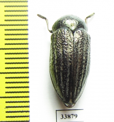 Julodella globithorax  Armenia - INSECTS-STORE.RU