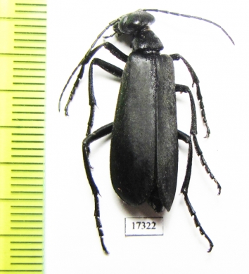 Meloidae sp.  French Guiana - INSECTS-STORE.RU