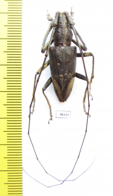Pelargoderus rubropunctatus  Indonesia, Papua - INSECTS-STORE.RU