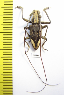 Pelargoderus rubropunctatus  Indonesia, Papua - INSECTS-STORE.RU