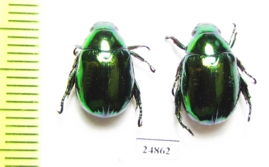 Rutelinae sp.  China, Guangxi prov. - INSECTS-STORE.RU
