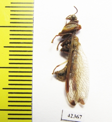 Mantispidae sp.  South Africa Rep. - INSECTS-STORE.RU