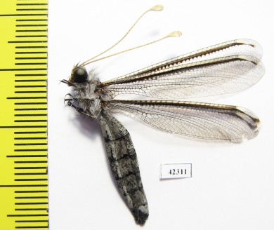Ascalaphidae sp.  South Africa Rep. - INSECTS-STORE.RU