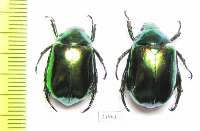 Rutelinae sp.  China, Yunnan prov. - INSECTS-STORE.RU