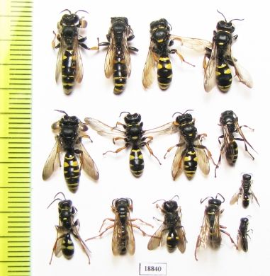 Hymenoptera sp.  Russia, Tver reg. - INSECTS-STORE.RU