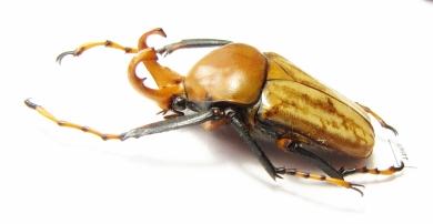 Platynocephalus miyashitai  Thailand - INSECTS-STORE.RU