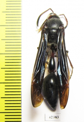Hymenoptera sp.  South Africa Rep. - INSECTS-STORE.RU