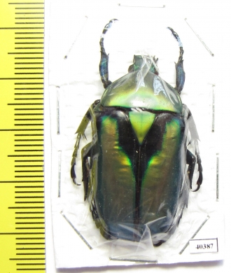 Rhomborrhina resplendens chatanayi  Thailand - INSECTS-STORE.RU