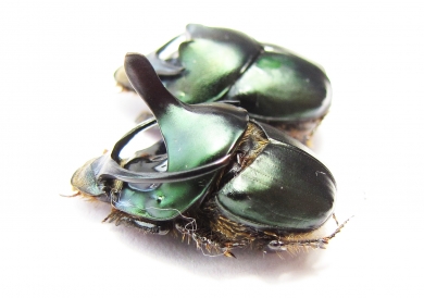 Proagoderus mouhoti, pair  Thailand - INSECTS-STORE.RU