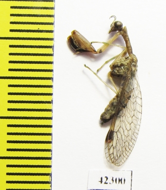 Mantispidae sp.  South Africa Rep. - INSECTS-STORE.RU