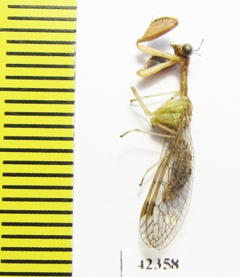 Mantispidae sp.  South Africa Rep. - INSECTS-STORE.RU