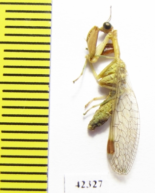 Mantispidae sp.  South Africa Rep. - INSECTS-STORE.RU