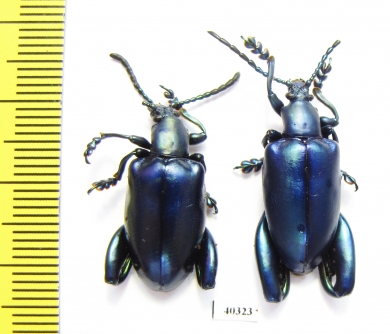 Sagra longicollis  Thailand - INSECTS-STORE.RU